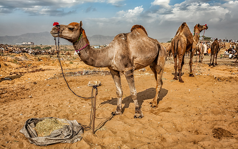 Camels at the Pushkar Mela (Fair)